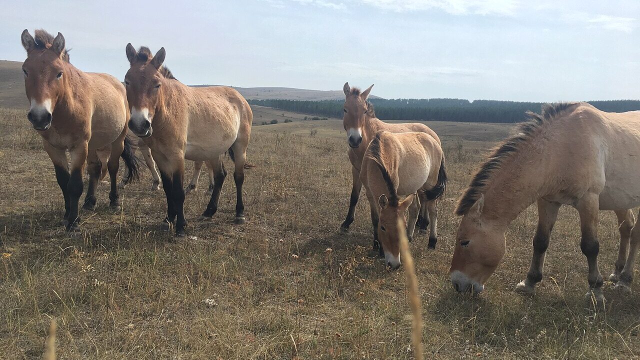 Cheval sauvage