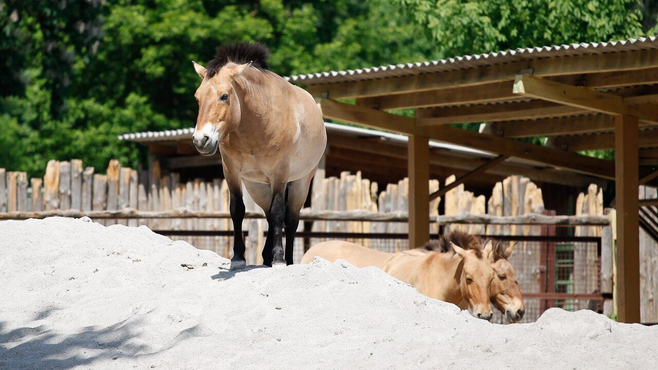 Cheval sauvage