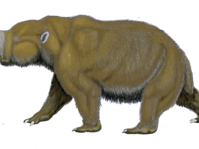Diprotodon