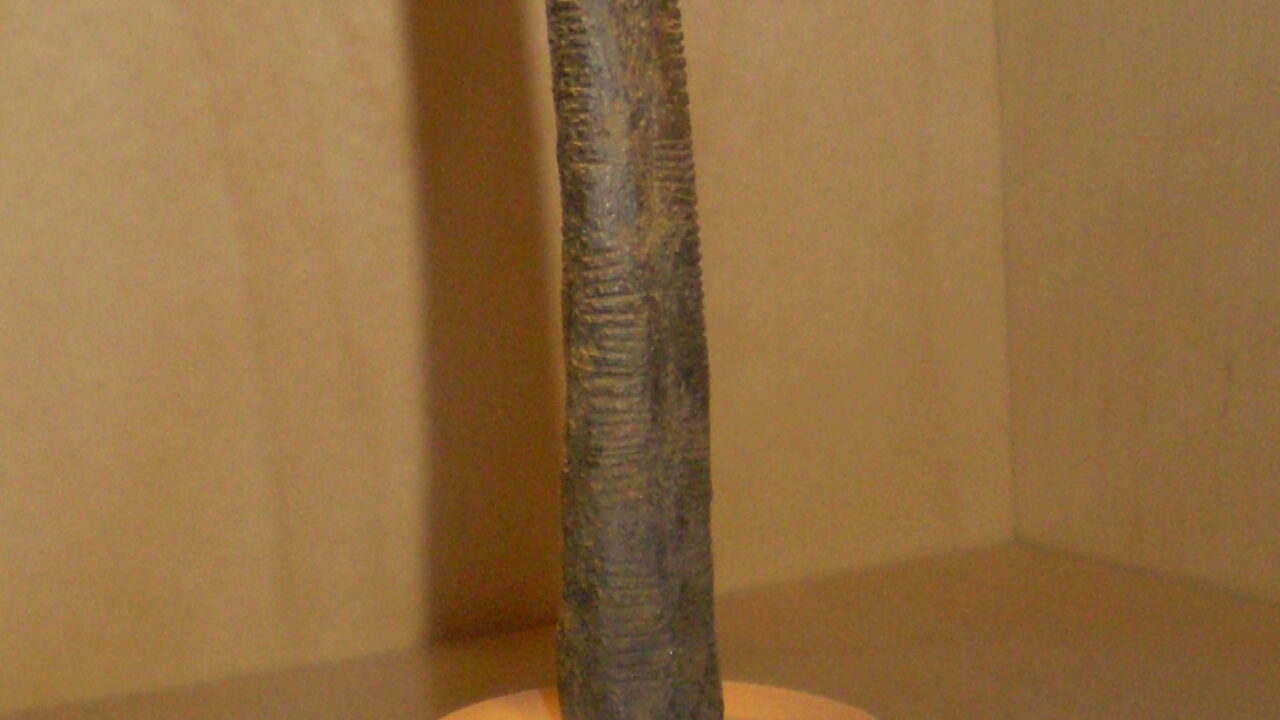 L'os d'Ishango (~20 000 ans), couvert d'encoches groupées (IRSNB, Bruxelles).