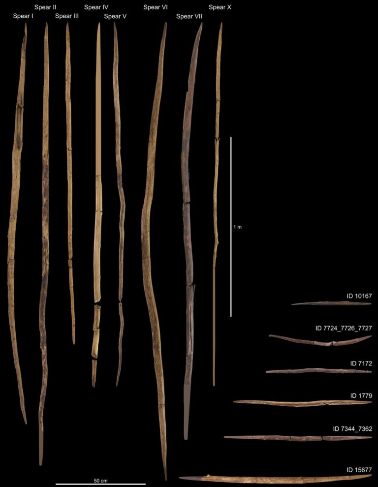 Les plus vieilles armes du monde rajeunies de 100 000 ans