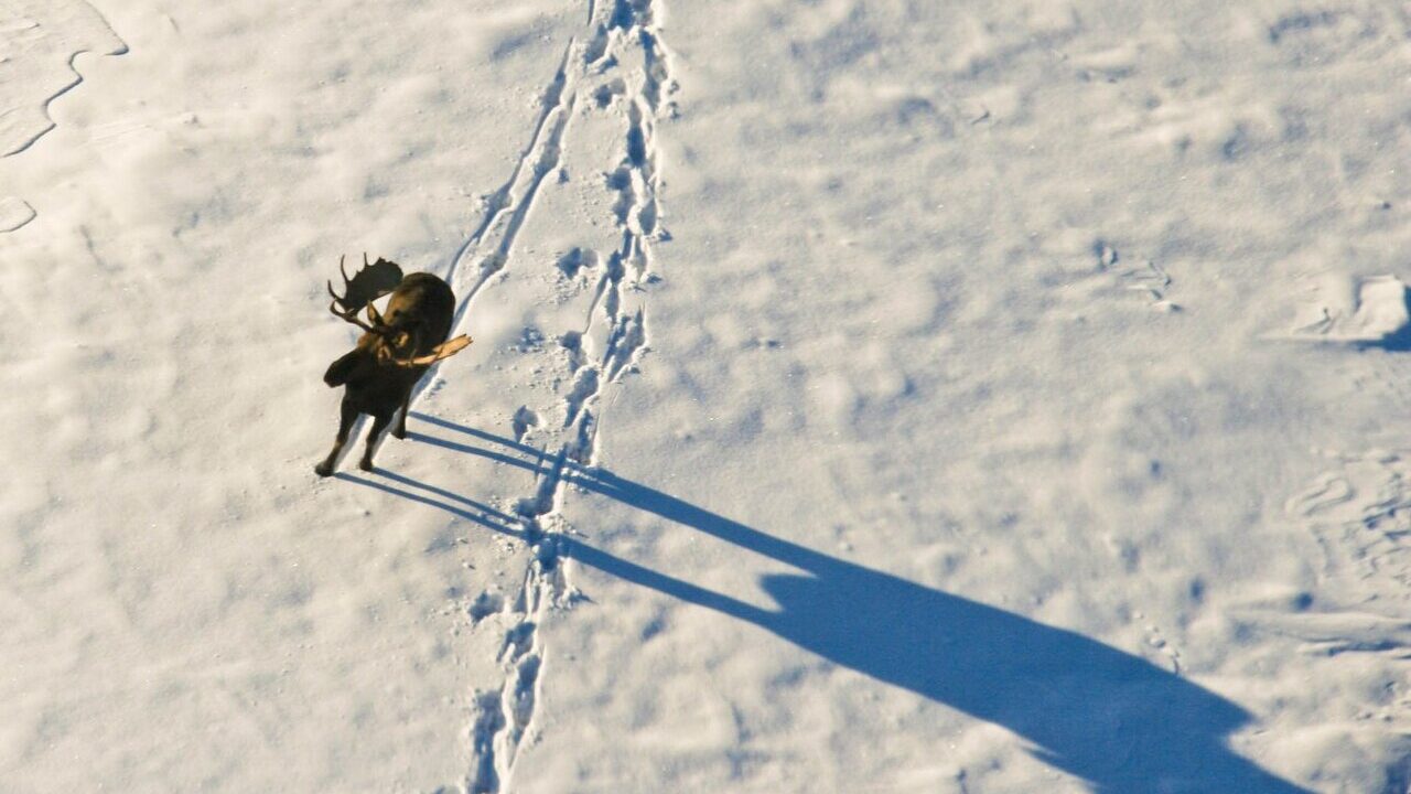 Élan