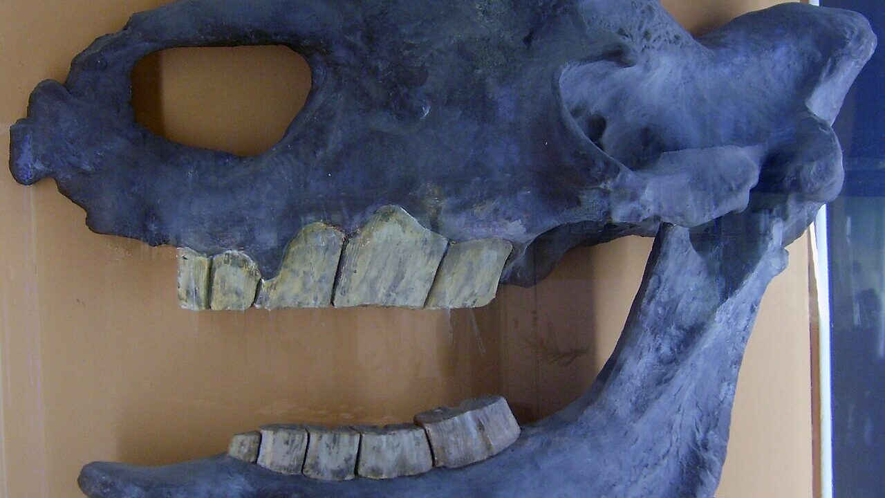 Crâne fossile.