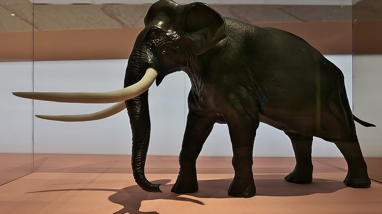 Éléphant à défenses droites