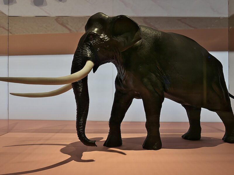 Éléphant à défenses droites