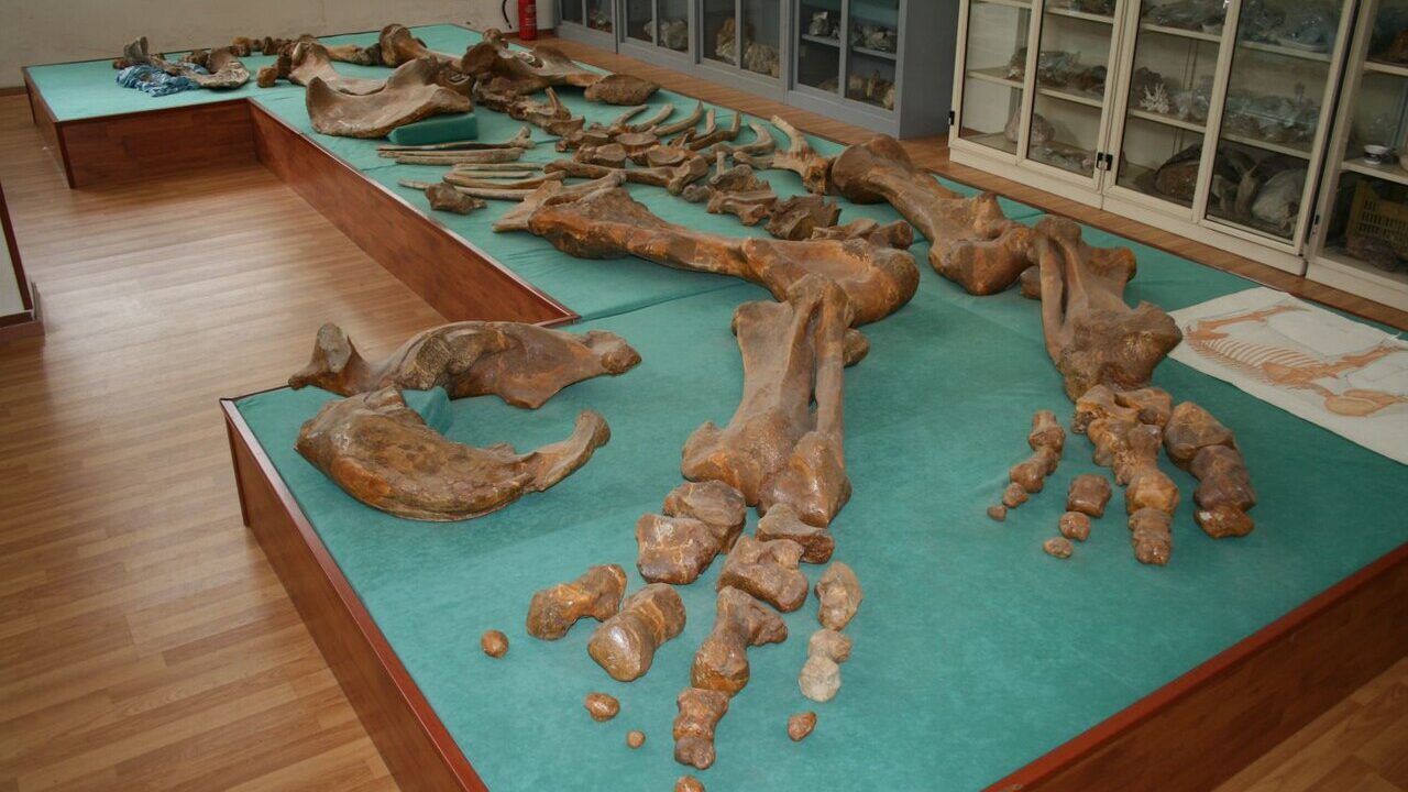 Squelette (montage de musée).