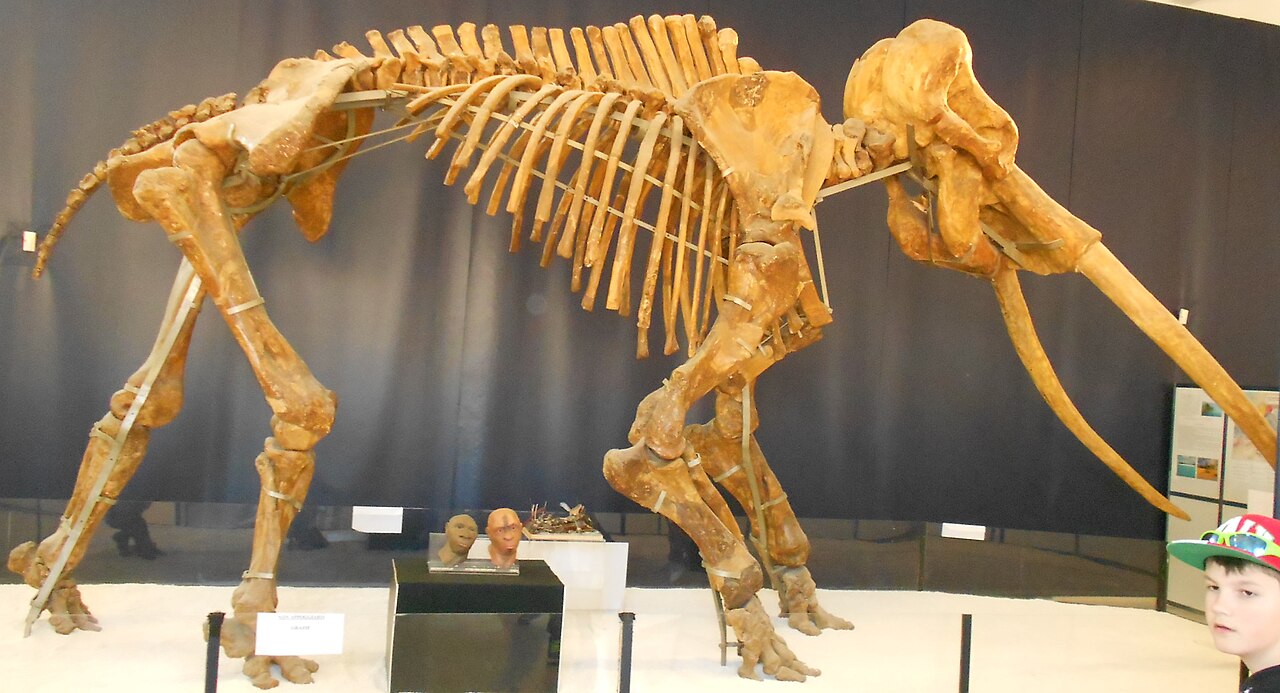 Squelette (montage de musée).