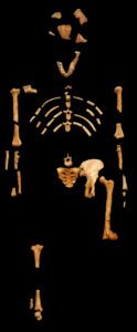 Lucy (AL 288-1), Australopithecus afarensis