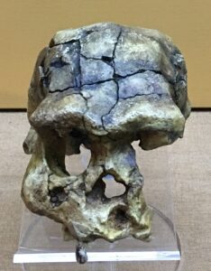 Sangiran 17, Homo erectus