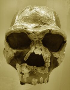 KNM-ER 3733, Homo ergaster