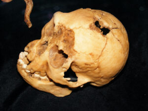 LB1, Homo floresiensis