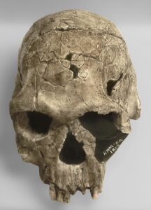 KNM-ER 1813, Homo habilis