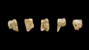 Dents, grotte de Callao, Homo luzonensis
