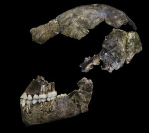 Rising Star, crâne assemblé, Homo naledi