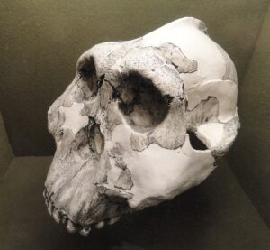 OH 5 « Zinj », Paranthropus boisei