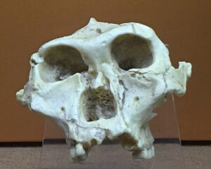 SK 48, Paranthropus robustus