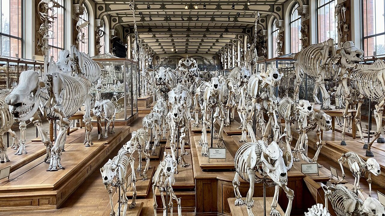 galerie-de-pal-ontologie-et-d-anatomie-compar-e