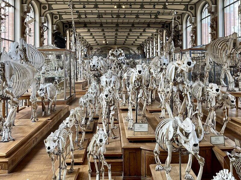 Galerie de Paléontologie et d’Anatomie comparée