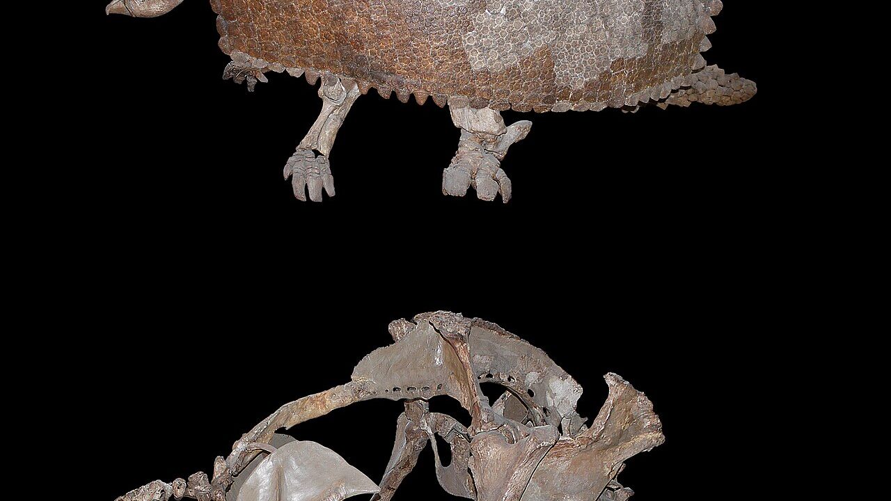 Squelette (montage de musée).