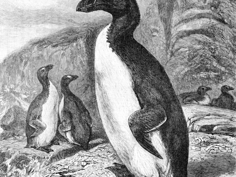 Grand pingouin
