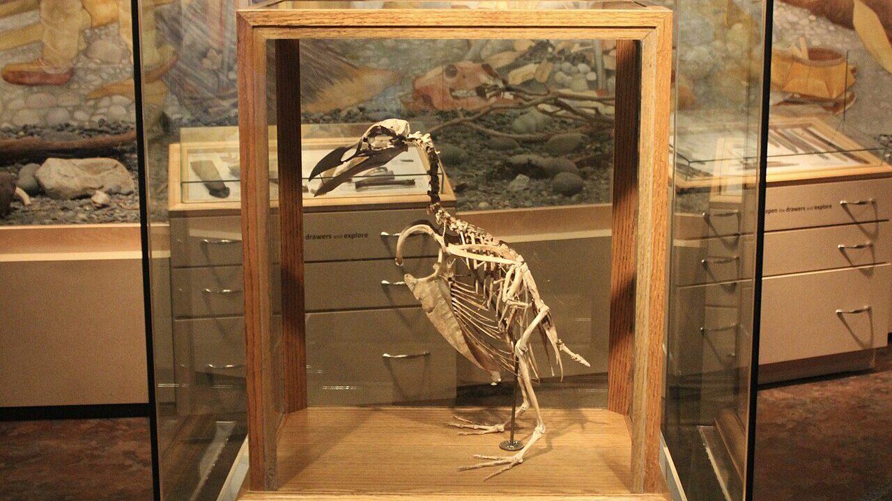 Squelette (montage de musée).