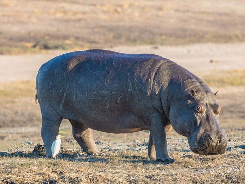 Hippopotame
