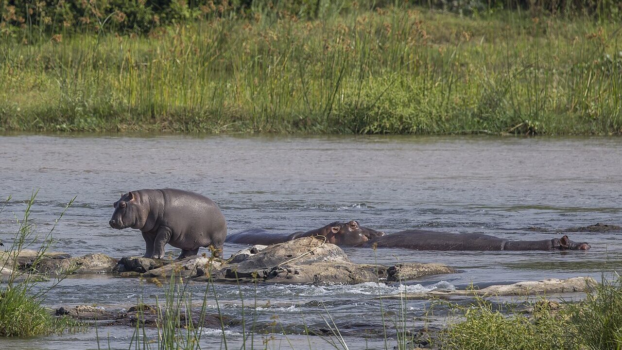 Hippopotame