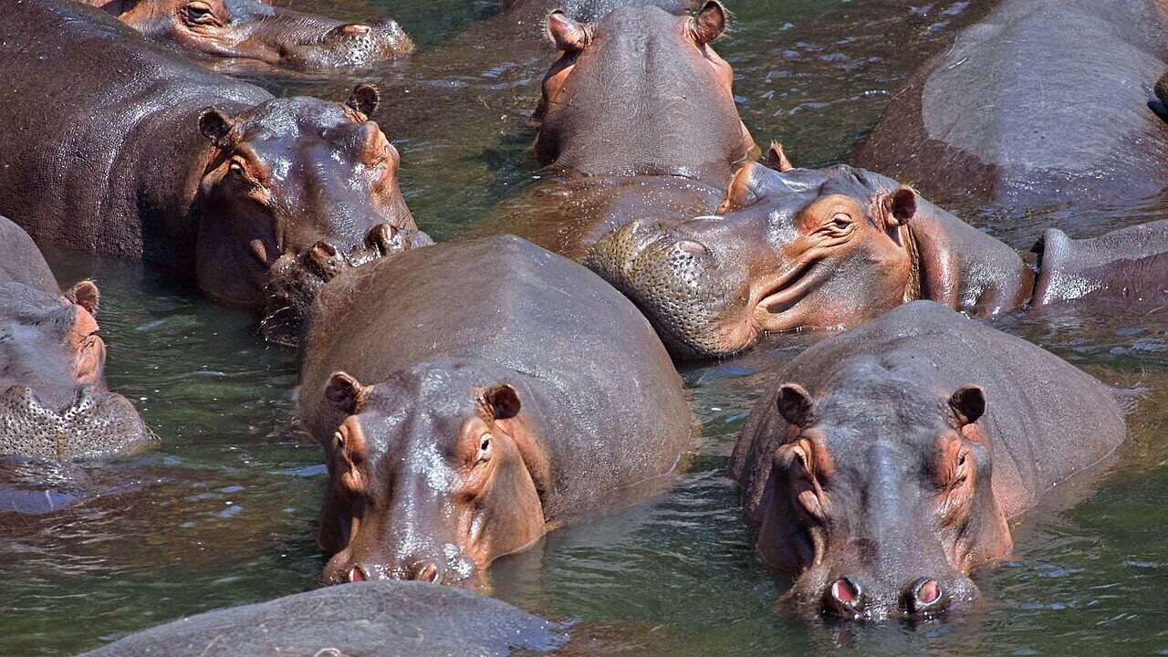 Hippopotame