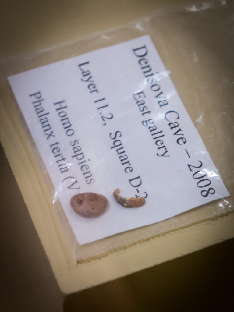 Fragment de phalange Denisova 3