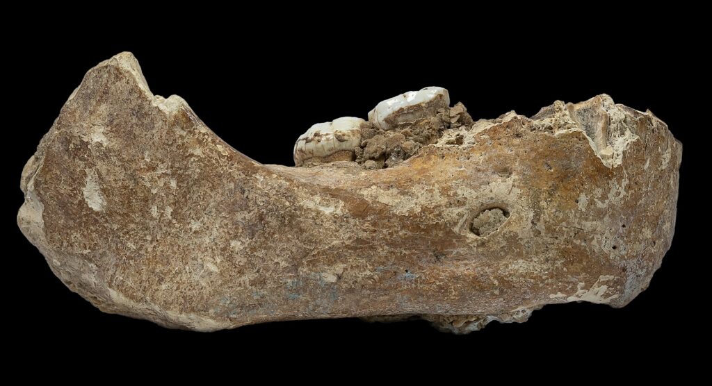 Mandibule dénisovienne de Xiahe