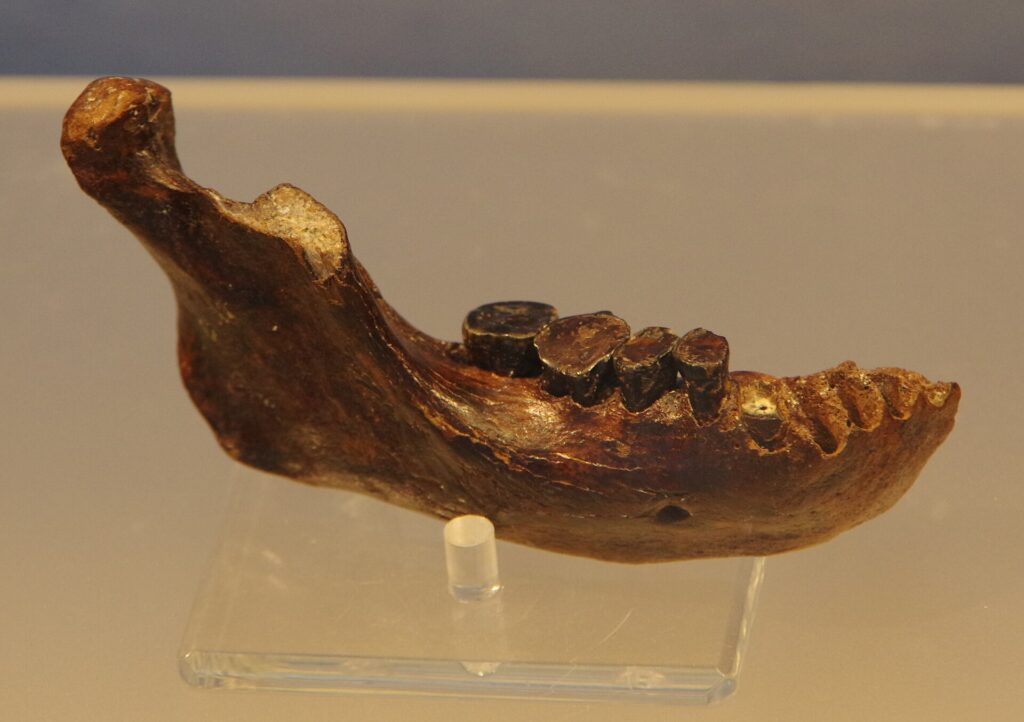 Mandibule Penghu 1