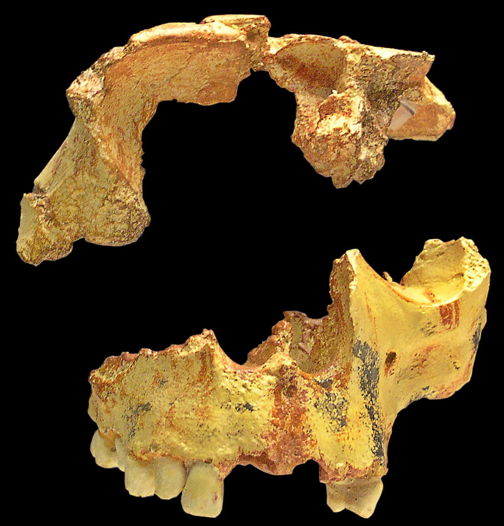 Fragments de front et de face de l’enfant de la Gran Dolina