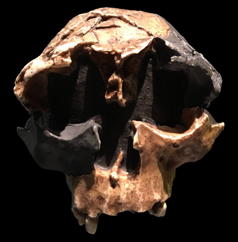 Reconstitution du crâne d’un enfant Homo antecessor