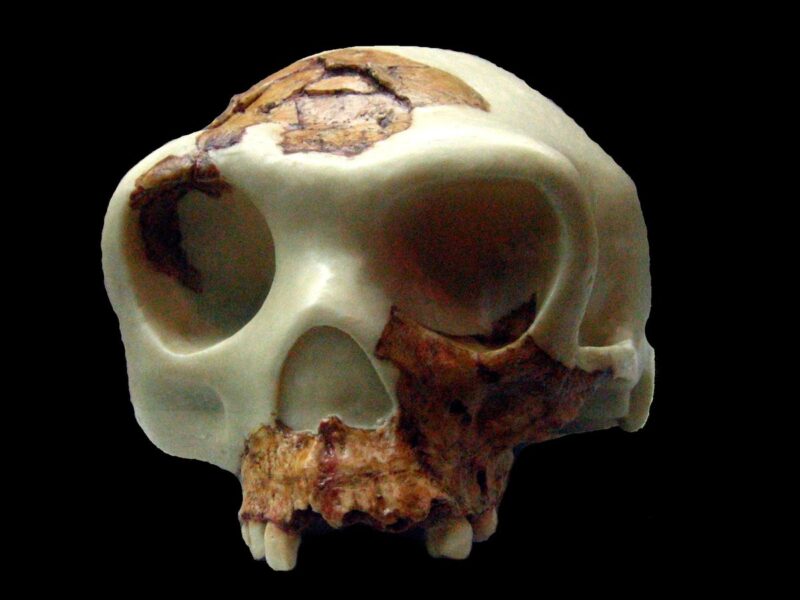 homo-antecessor.jpg