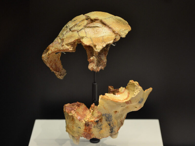 Homo antecessor