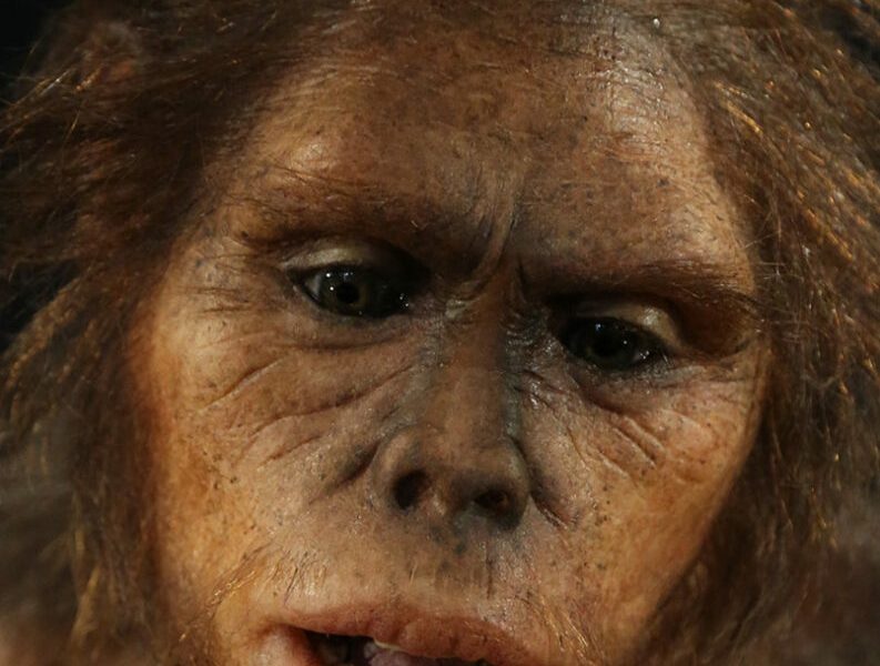 homo-erectus.jpg