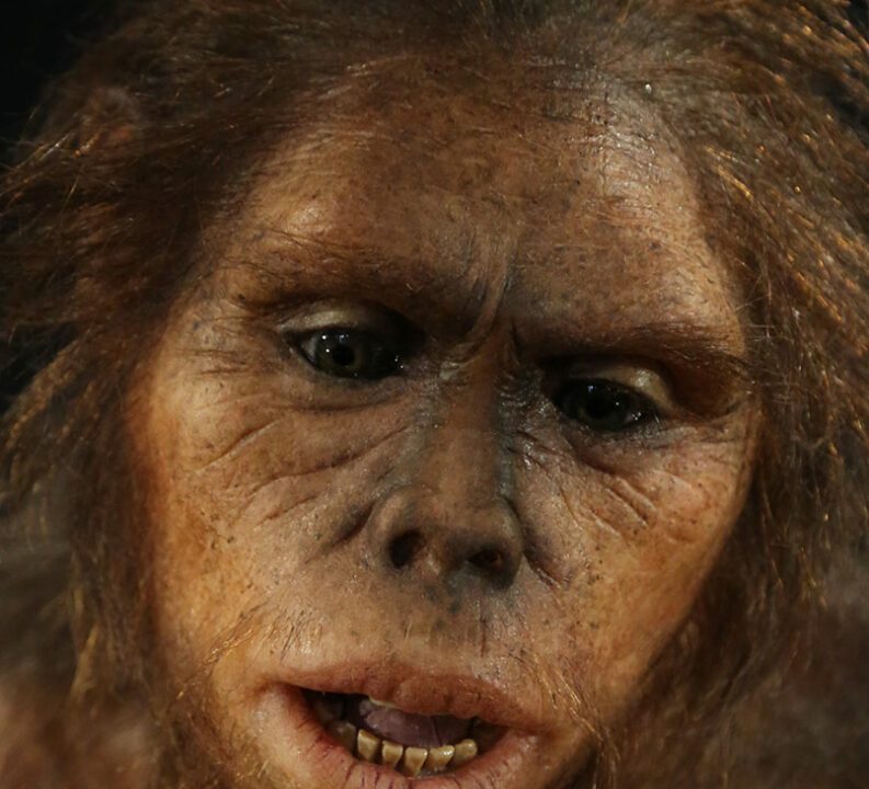 Homo erectus