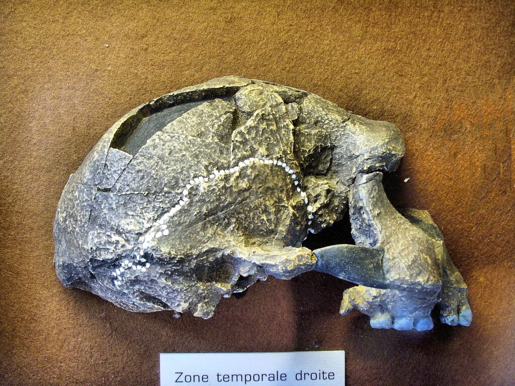 Moulage du crâne Sangiran 17 vu de profil