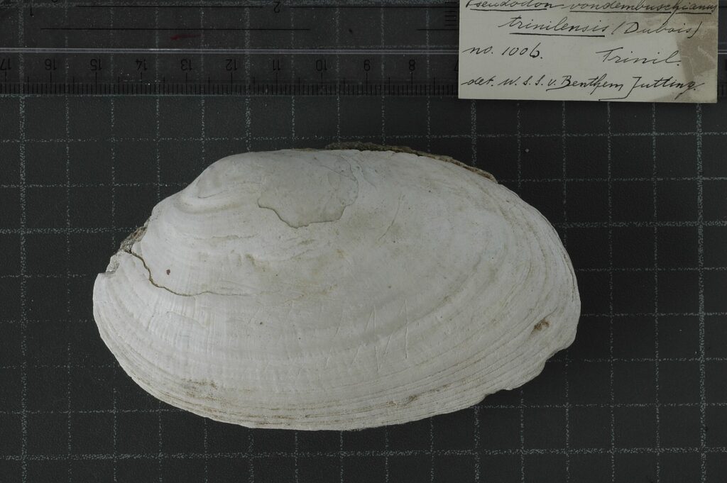 Coquille fossile de Trinil avec une fine gravure en zigzag