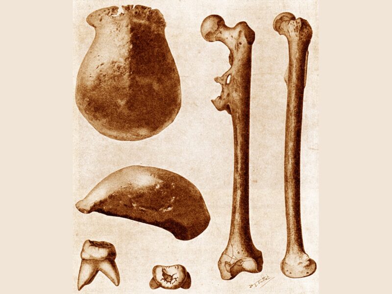Homo erectus