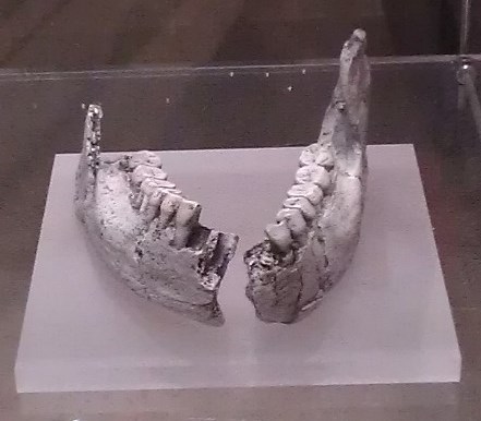 Réplique de la mandibule KNM-ER 992