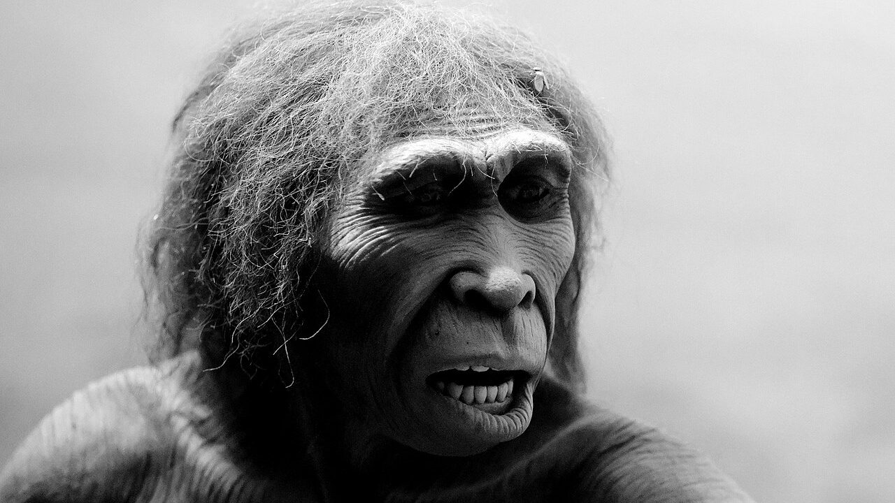 Homo ergaster