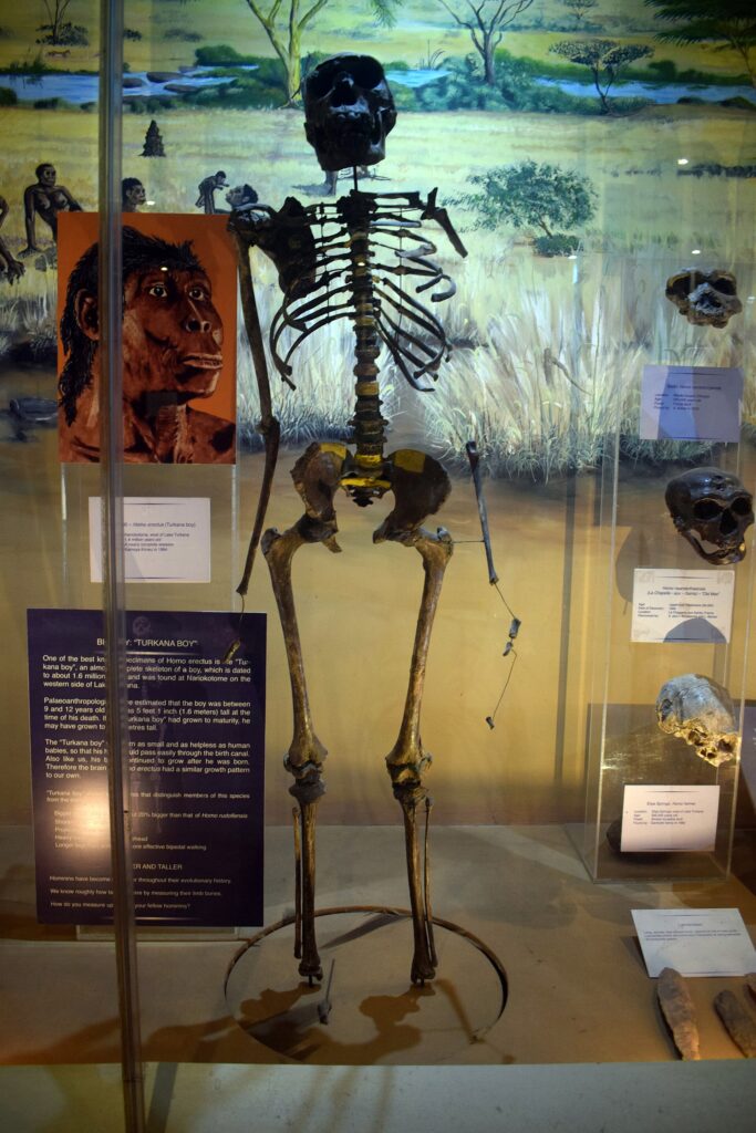 Squelette du Garçon de Turkana en vitrine