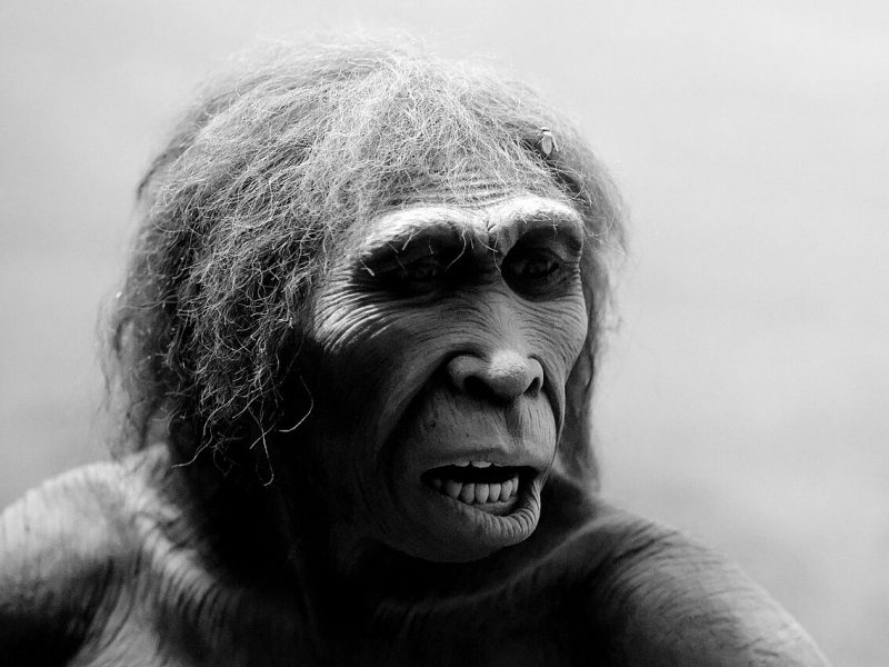 homo-ergaster