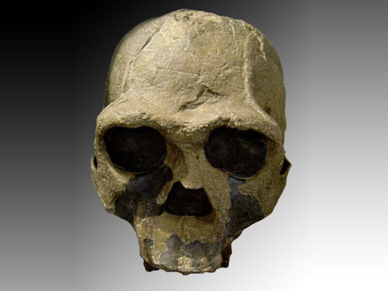 Homo ergaster