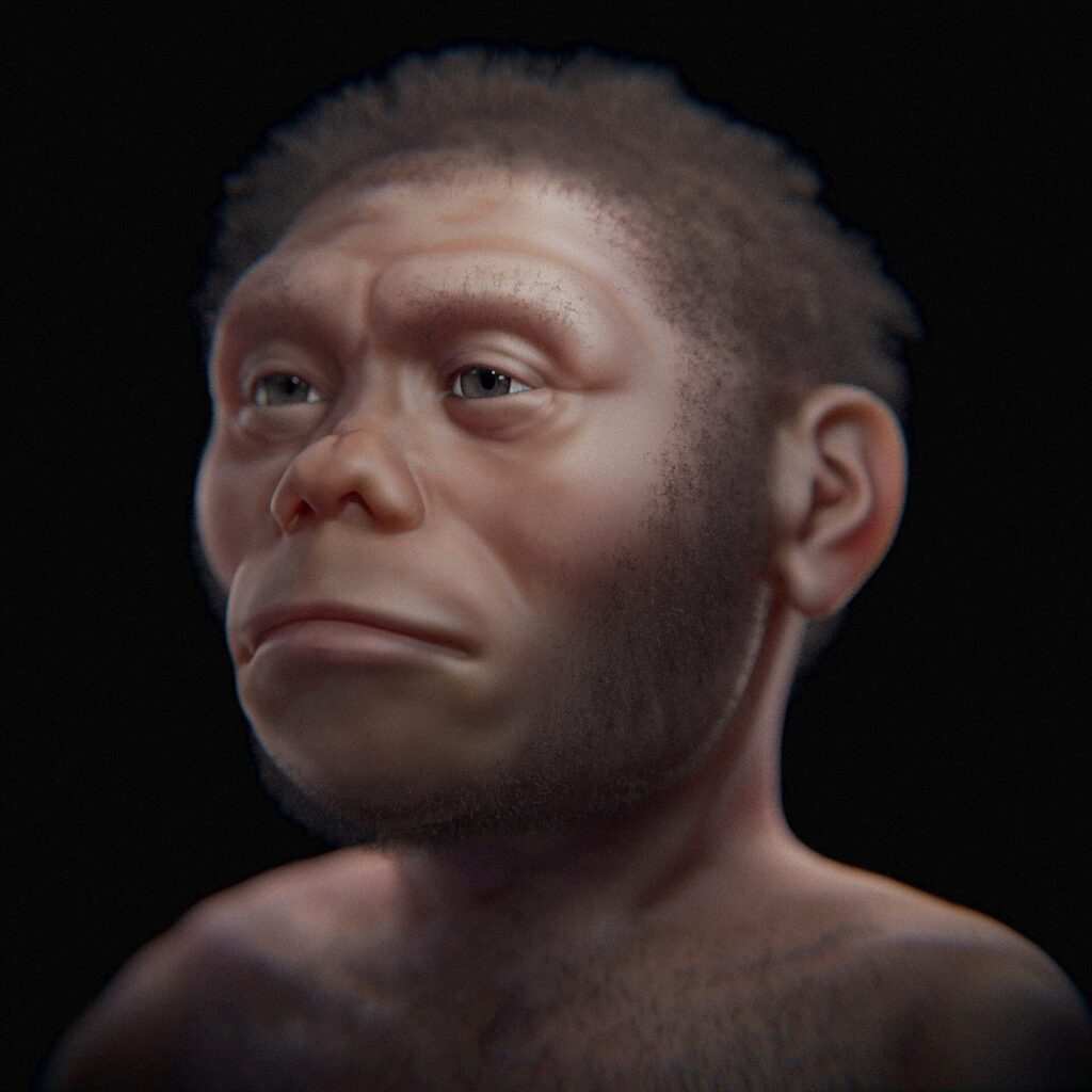 Reconstitution numérique du visage d’Homo floresiensis