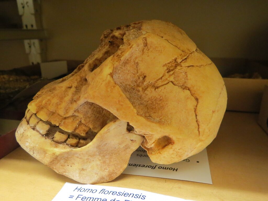Moulage du crâne LB1 de profil