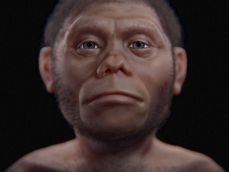 Blender:File:/home/linux3dcs/prj/Floresiensis_2023/Floresiensis_5.blend