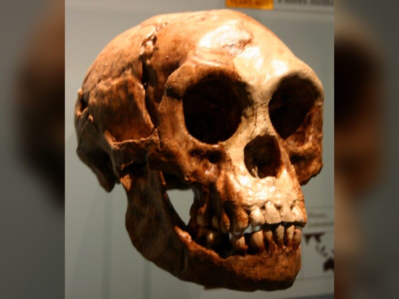 Homo floresiensis