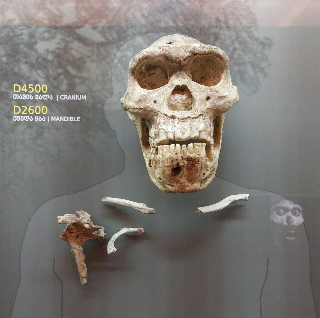 Crâne D4500 et mandibule D2600 de Dmanissi